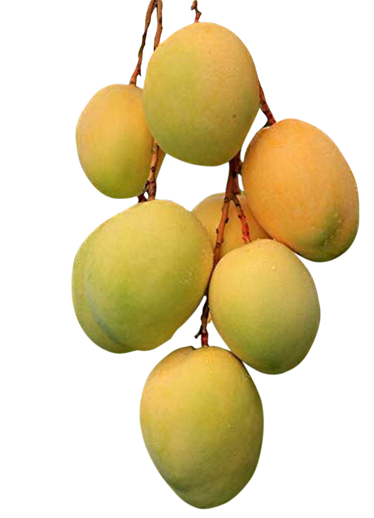 mangoes images, mangoes png, mangoes png image, mangoes transparent png image, mangoes png full hd images download